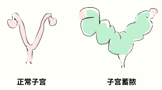 狗狗子宫蓄脓