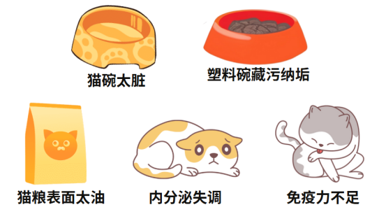 猫咪黑下巴病因