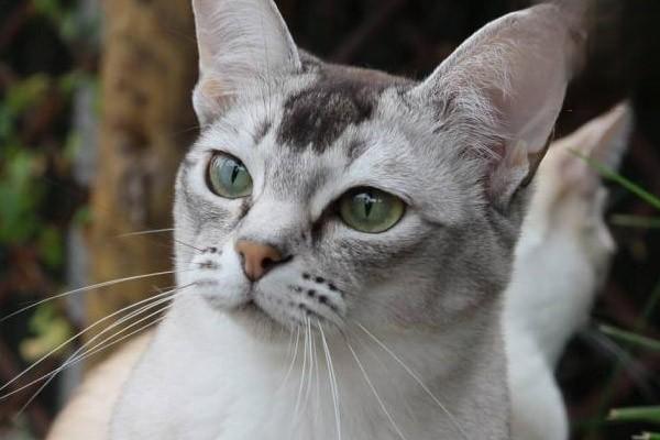 猫咪喂食常见的误区