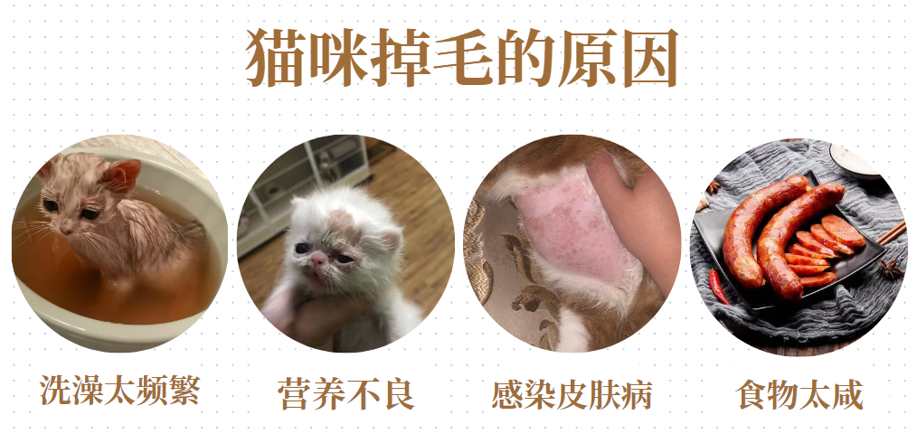 貓咪脫毛如何處理