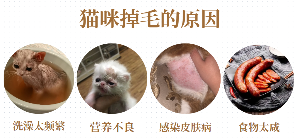 猫咪脱毛如何处理