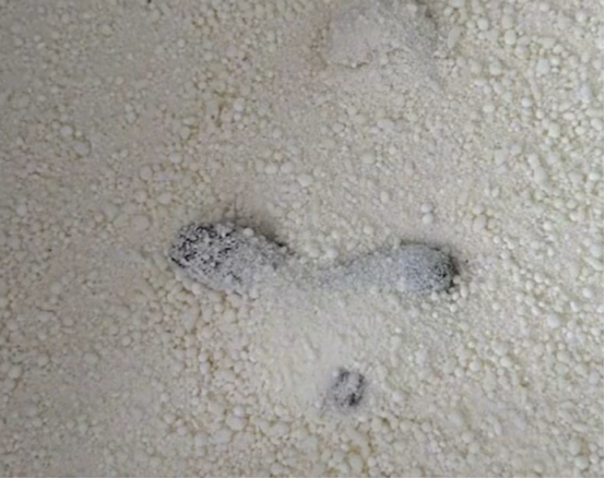 王贵皮木薯猫砂怎么样？