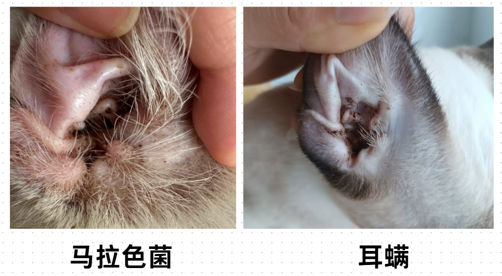 猫咪耳朵臭臭的