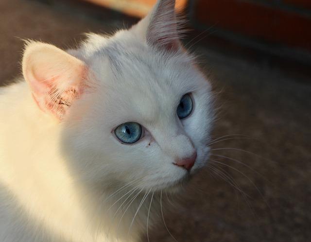 猫咪拉稀带血精神好≠没事！这2类情况必须马上送医