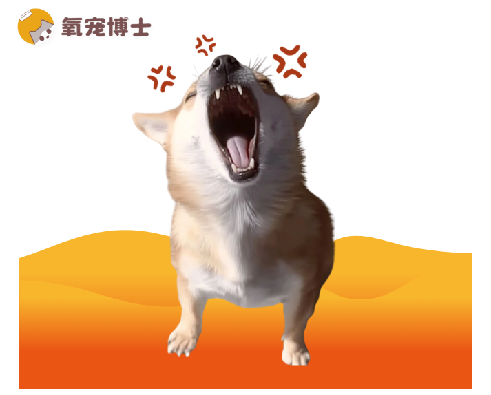 狗狗爱叫排名TOP5！这些品种是天生&ldquo;话痨&rdquo;