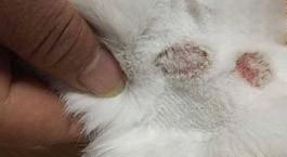 猫癣皮肤病症状与治疗方法