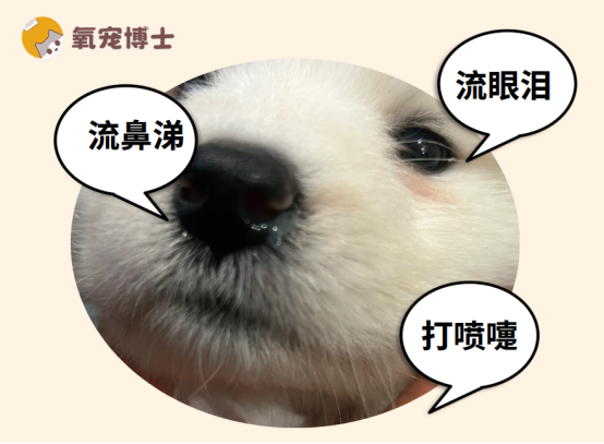 狗狗感冒的表现有哪些？出现这种症状一定要警惕！