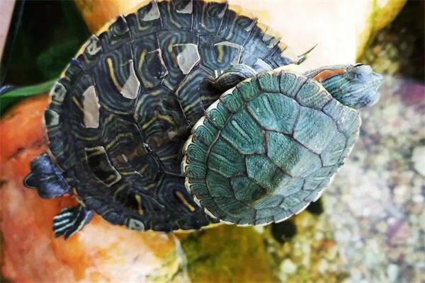 麝香龟能和巴西龟混养吗？