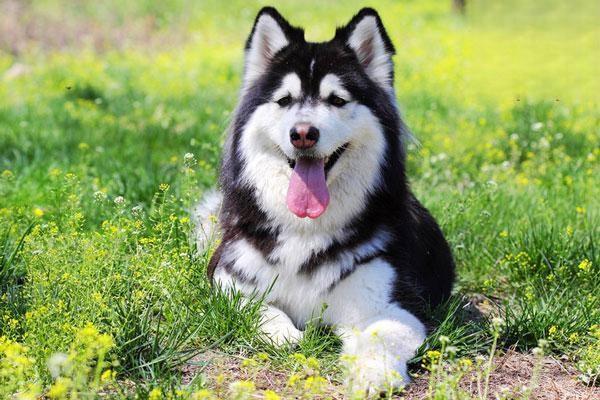 導盲犬價格 拉布拉多導盲犬多少錢一隻