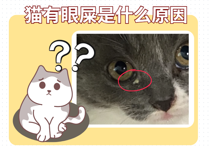 猫有眼屎是什么原因？