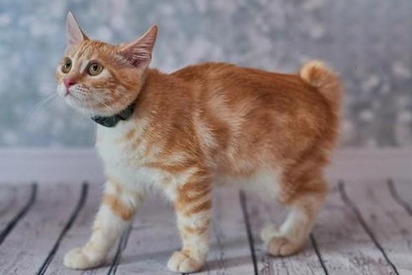 为什么猫咪会患上肠胃炎？