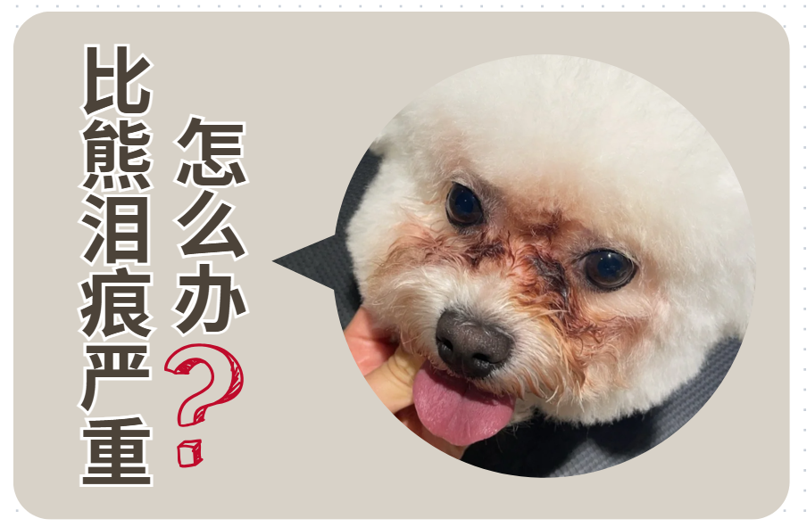 比熊泪痕严重怎么才能治好呢？