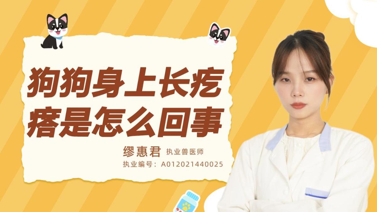 狗狗身上长疙瘩是怎么回事？