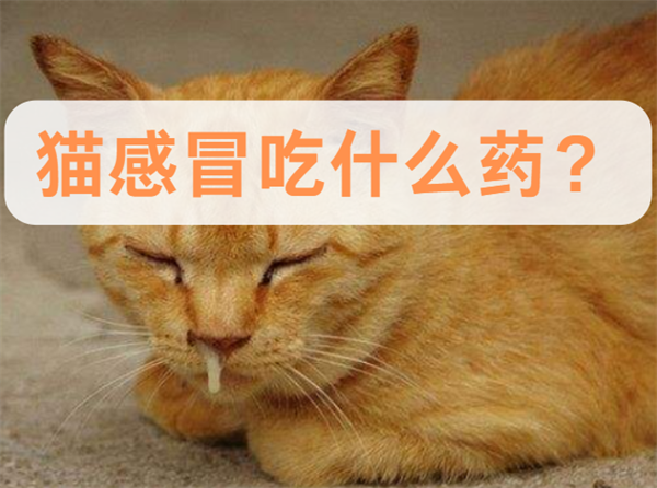 猫咪流鼻涕打喷嚏不要急，可以试试在家喂药！