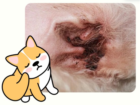 狗狗耳螨用什么药？
