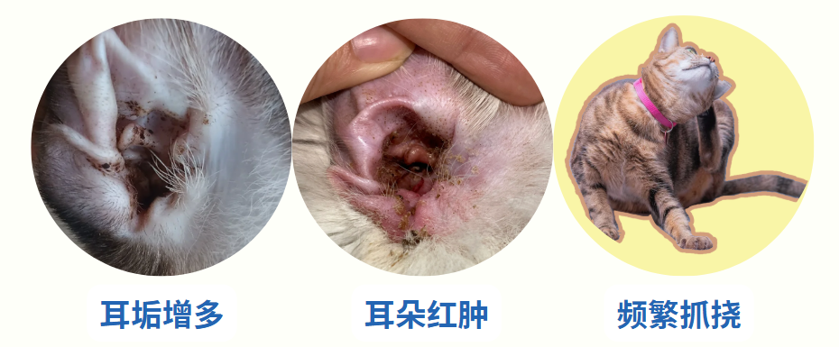 猫耳螨症状