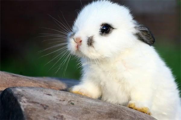 兔子有机磷中毒