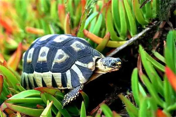 饲养巴西龟要注意什么？