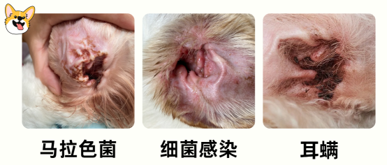 狗狗耳朵紅腫癢