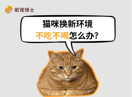 猫咪换新环境不吃不喝怎么办？