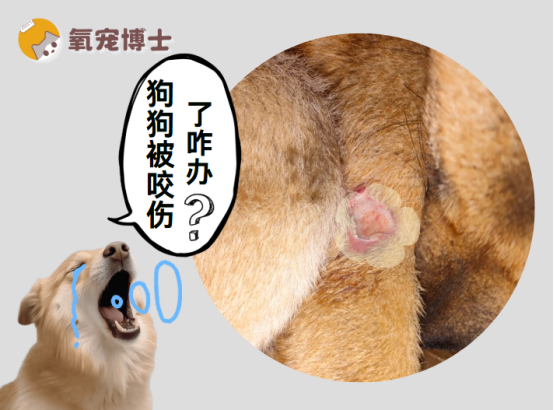 狗狗被其他狗狗咬伤了怎么办？紧急处理指南