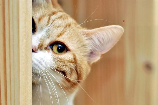 猫泪痕猫眼睛疾病，猫咪泪痕重是什么原因