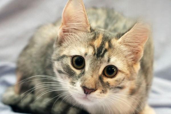 猫传染性腹膜炎的症状与治疗方法