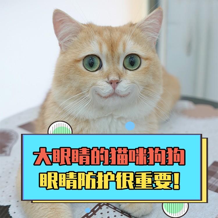 大眼睛的猫咪和狗狗更需要保护眼睛