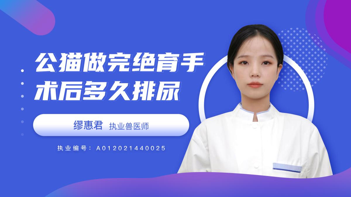 公貓做完絕育手術後多久排尿？