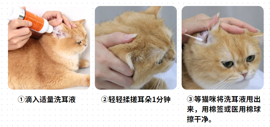 貓咪耳蟎用什麼藥效果好？