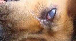 狗眼睛上有一层白膜