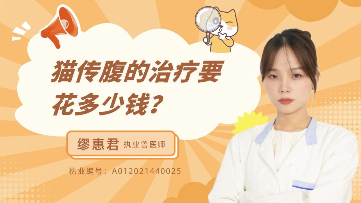 猫咪传腹的治疗要花多少钱？
