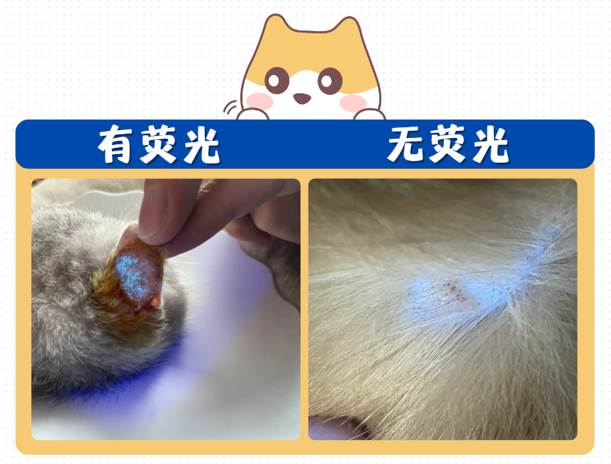小貓長貓癬怎麼辦？