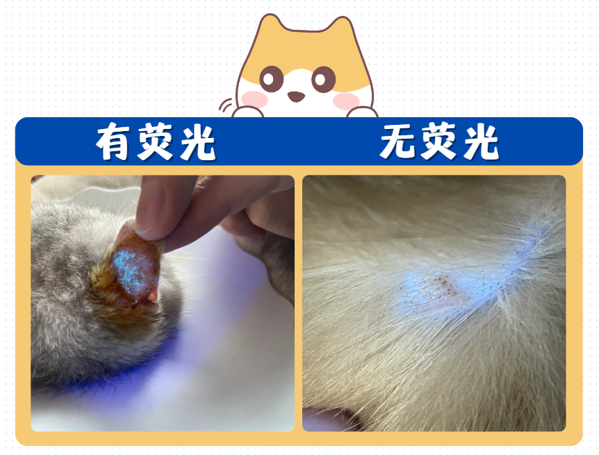 小猫长猫癣怎么办？