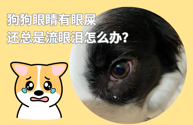 狗狗眼睛有眼屎，还总是流眼泪是怎么回事？