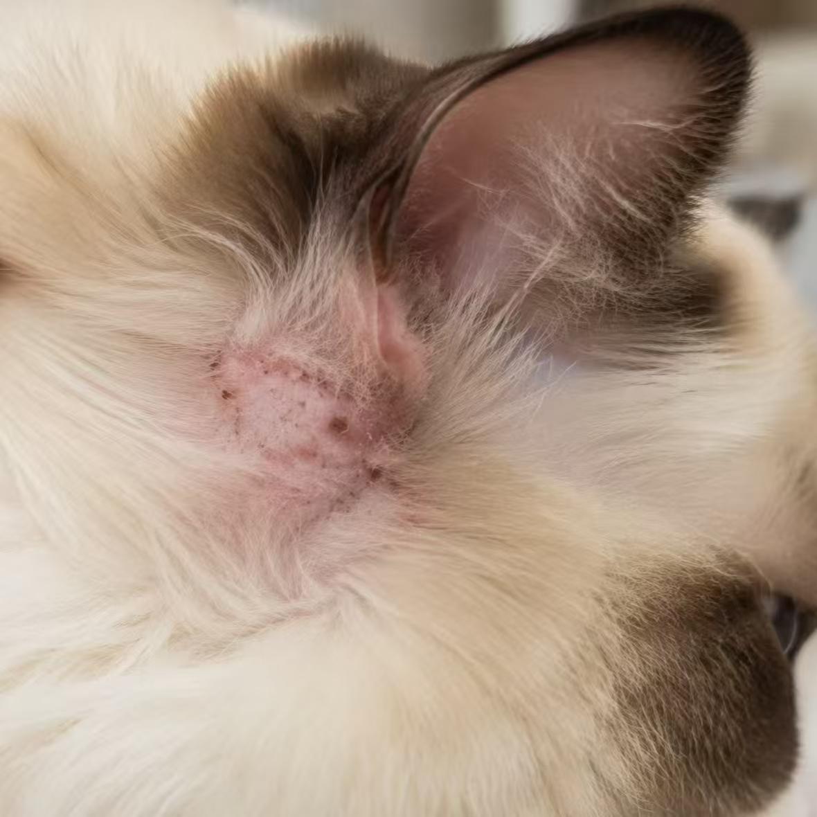 四岁布偶猫耳后脱毛结痂已痊愈