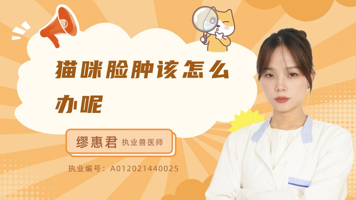 猫咪脸肿该怎么办呢？