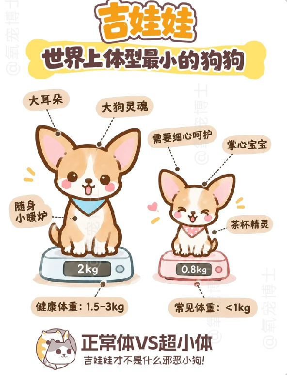 吉娃娃正常体和超小体有什么区别？别再被&ldquo;茶杯体&rdquo;骗了！