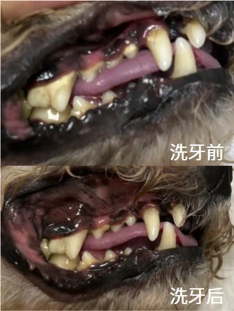 狗狗牙结石怎么办？这些方法让你不再烦恼！