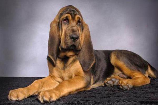 耳朵很长的狗狗叫什么？