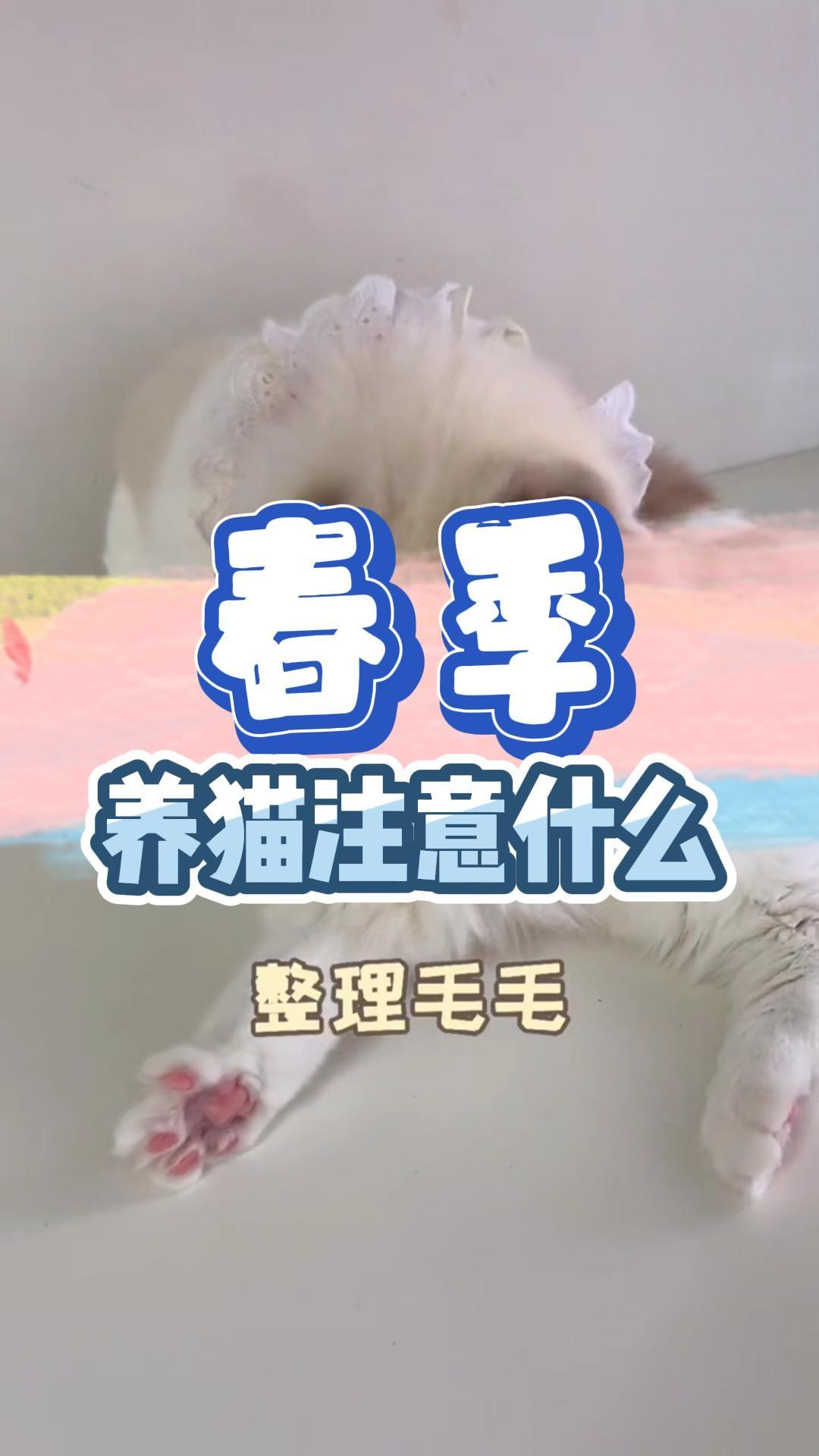 春季养猫要注意什么？