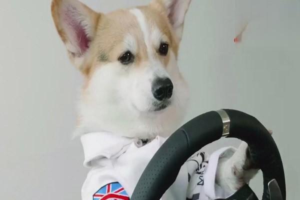 上车之前怎么预防狗狗晕车？