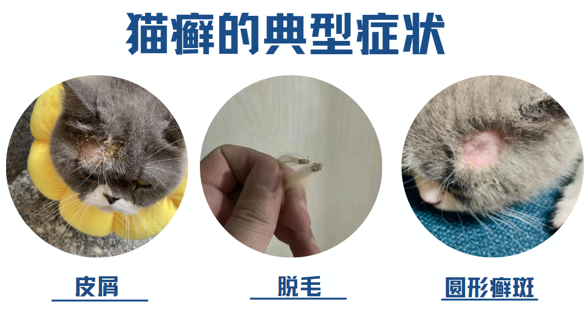 猫癣症状