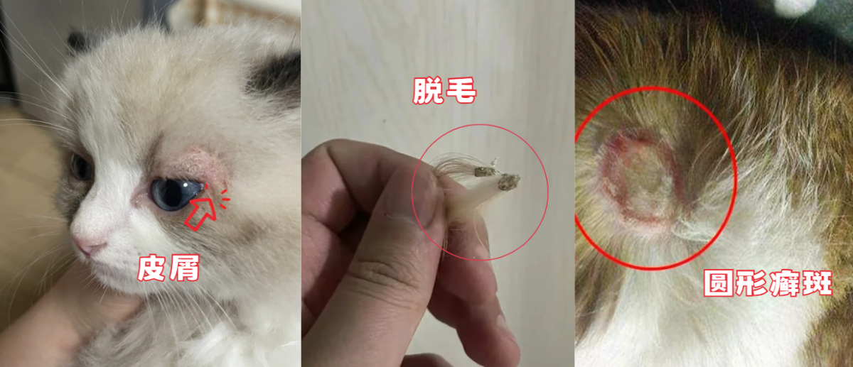 猫癣的症状