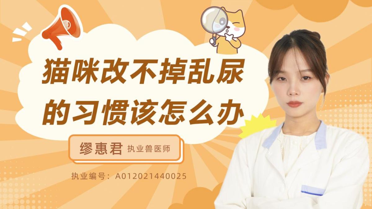 猫咪改不掉乱尿的习惯该怎么办？