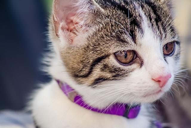 猫咪肠胃问题怎么用药？新手必看科学应对指南