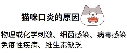 猫咪口炎：症状、原因与处理方法全解析‌