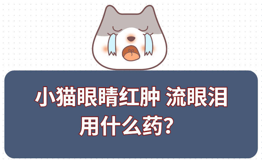 小猫眼睛红肿流眼泪怎么办？