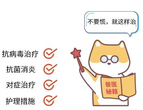 得了猫鼻支不用慌，科学治疗是关键