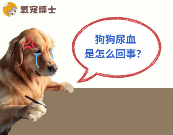狗狗尿血怎么回事吃什么药？